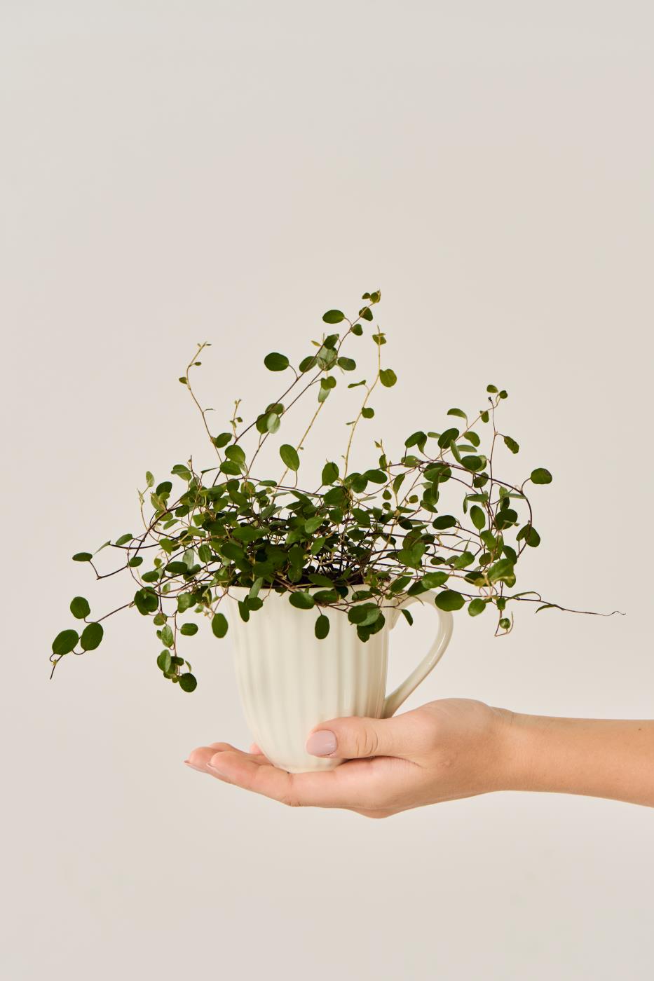 Tasse avec rainures Crème Mynte
