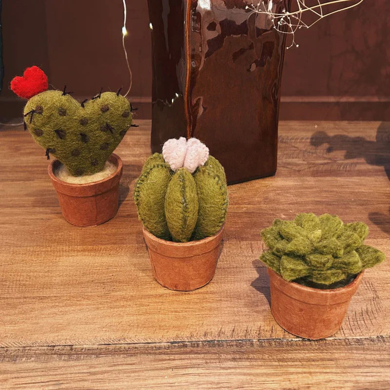 cactus cœur en pot New Heidi