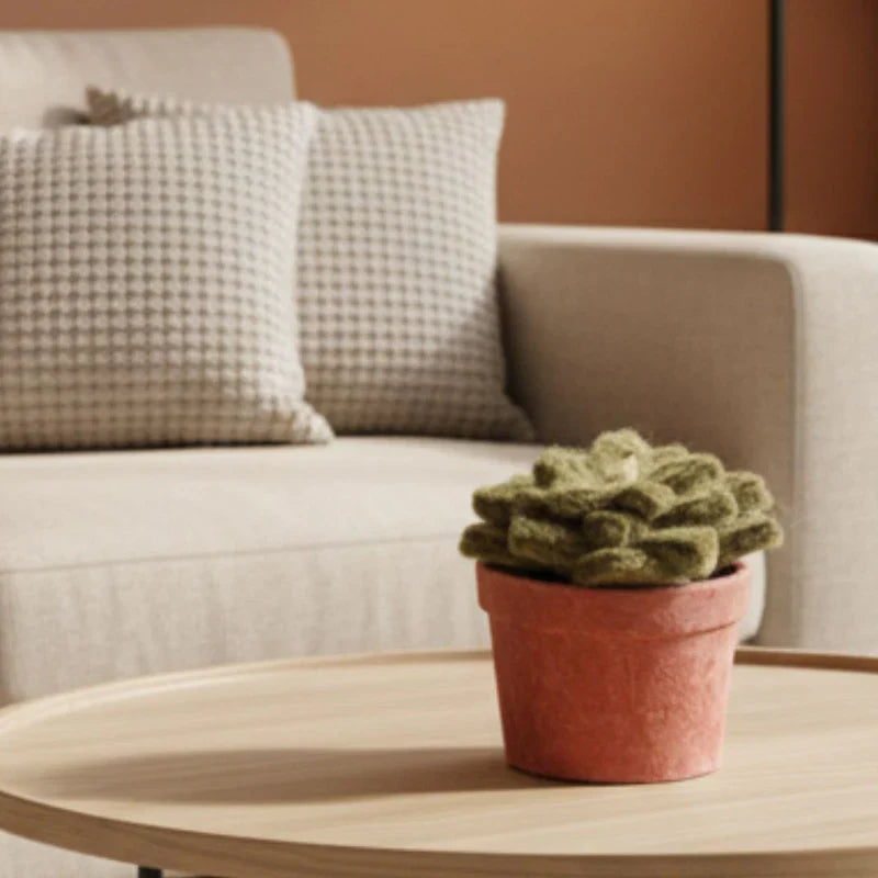 petite succulente en pot New Heidi